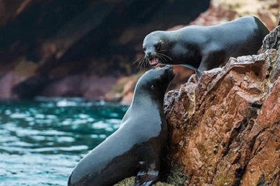 Sea lion in Paracas